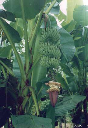 Platano con flor y frutos Finca Integral organica