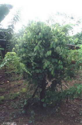 Pimienta negra