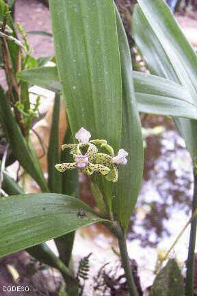 Fotos Orquideas en Mindo -Los Bancos - Pichincha