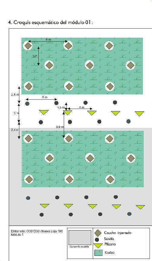 Establecimiento de modulo Caucho Sandia Platano Finca Integral Organica