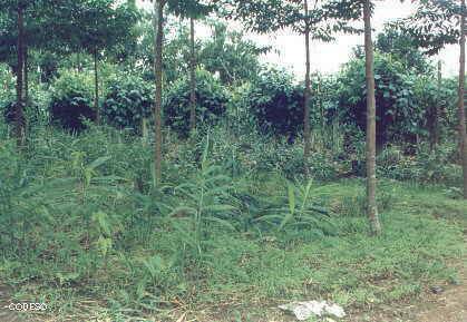 Manejo de Finca Integral en tres estratos:Gengibre, Pimienta negra, Chicle y Arazá