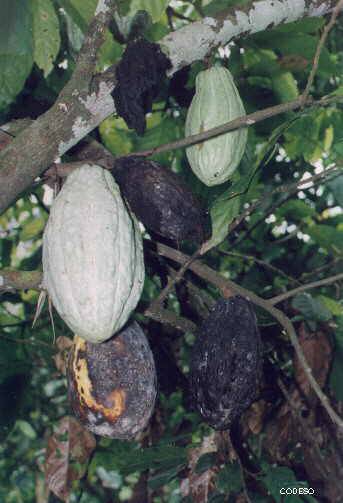 Cacao sin manejo