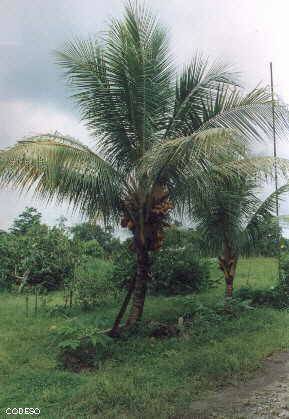 Bild Cocos o Pipas Cocos en huertos Familiares