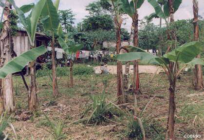 Foto Manejo Agrícola Integral