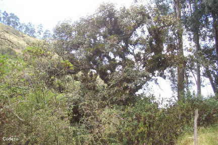 TurismoEcuador/FotosAzuay02.html