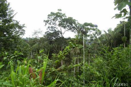 Regenwald im Amazonas Fotos Provinz Napo Südamerika