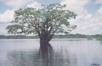 La Laguna Grande en la Reserva de Producción Faunística CuyabenoProvincia de Sucumbíos - Ecuador