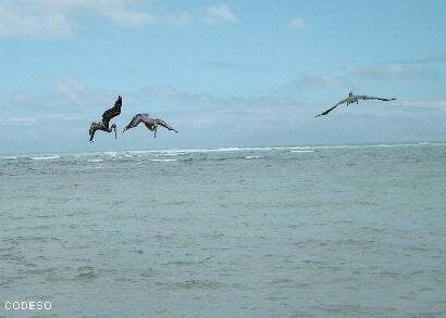 Costa con Pelicanos Santa Elena