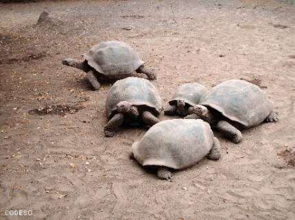 Galapagos Islands Schildkroten Turtles Tortugas