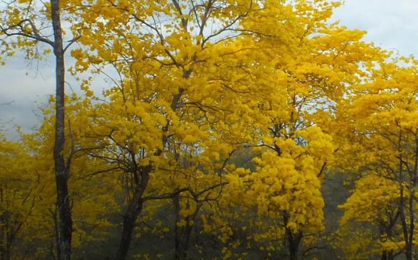 Guayacanes in Blüten Arenillas Ökologisches Reservat El Oro Ecuador Südamerika