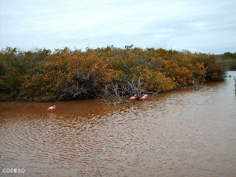 Galapagos Islands Flamingos