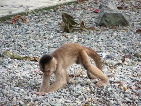 Foto Monos Puerto Misahuallí Napo Ecuador Sudamérica