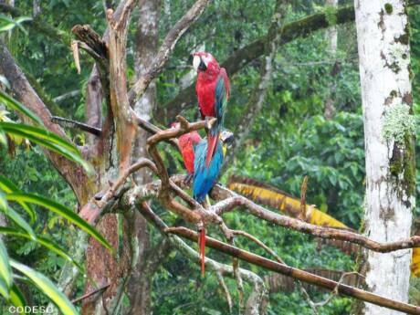 Papagayos - Hostería Jardín Aleman Misahualli Ecuador Sudamérica