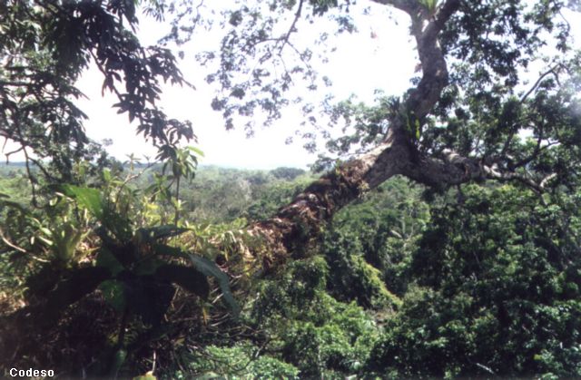 Foto    Selva amazónica en la provincia Pastaza