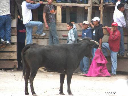 Corrida popular de toros en Pillaro - Provincia Tungurahua
