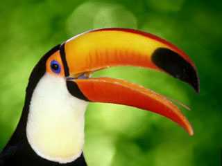 Aves Fotos de Fauna Silvestre 