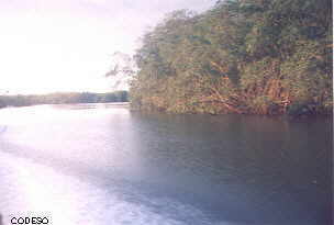 El manglar en la Reserva 