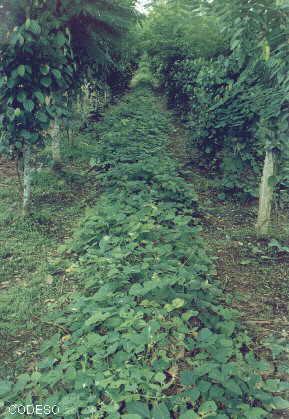 Black Pepper plants in lines with "kudzú